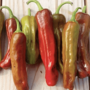 A bunch of ripe and unripe chili peppers in various shades of red and green.